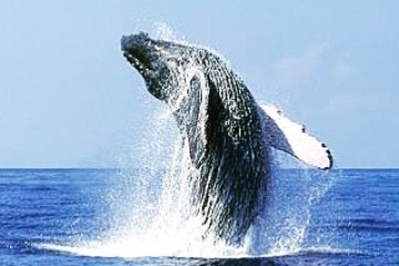 a whale jumping out of the water